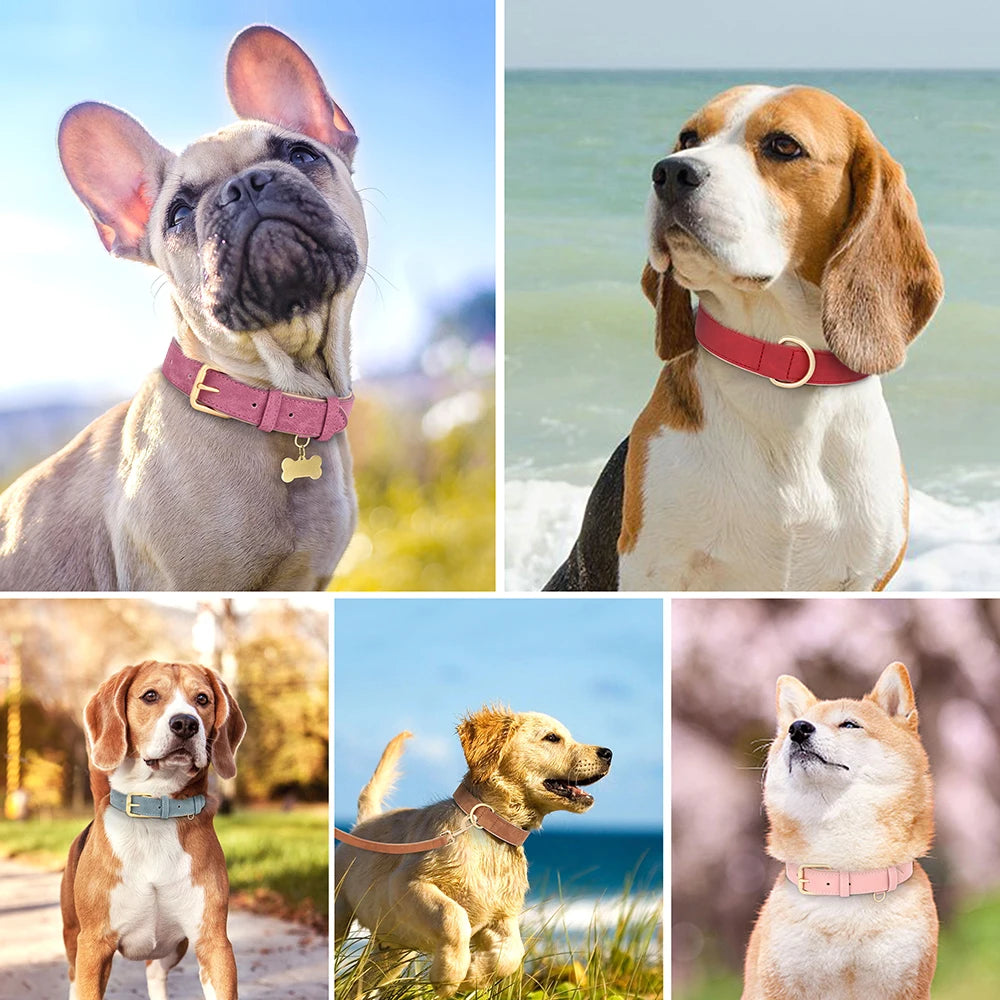 Ensemble collier et laisse rembourrés