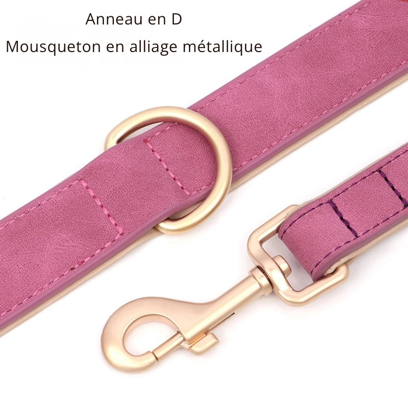Ensemble collier et laisse rembourrés